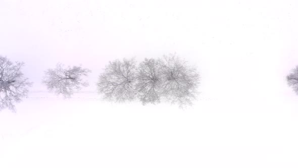 Dolly shot of snow covered bare trees in a straight row at a white winter field, filmed by a drone a alt