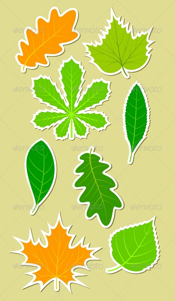 Leaves of different plants - Flowers & Plants Nature