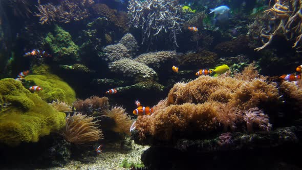 Clown Fish And Coral Close