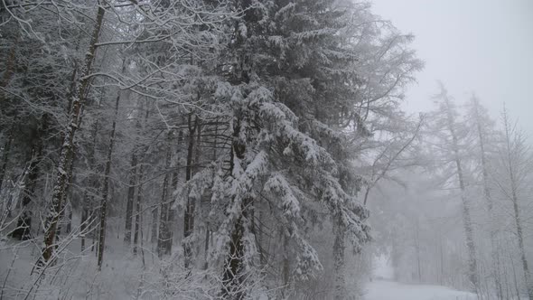 Gloomy Grey Landscape With Winter Forest And Trees Covered With Snow - tilt up alt