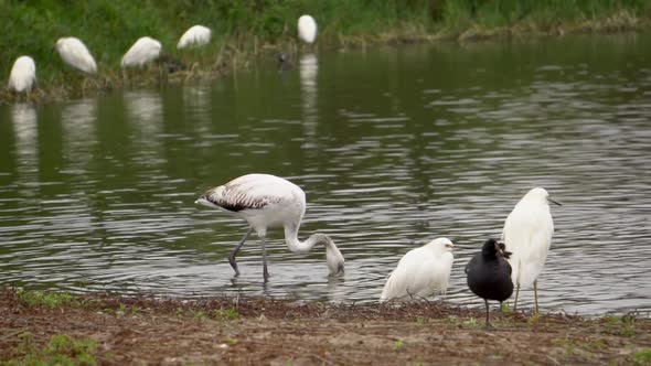Flamingo Feeding on Lake shore with White Herons Flying Around and ducks feeding alt