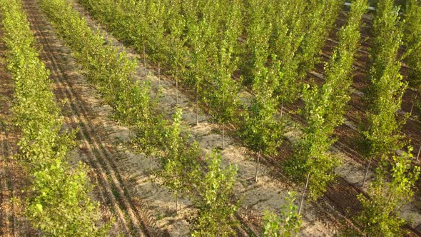 White Poplar Trees alt