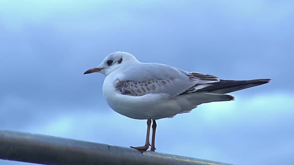Scared Bird Escaping From Curious Birdwatcher, Wild Nature Observation Hobby alt