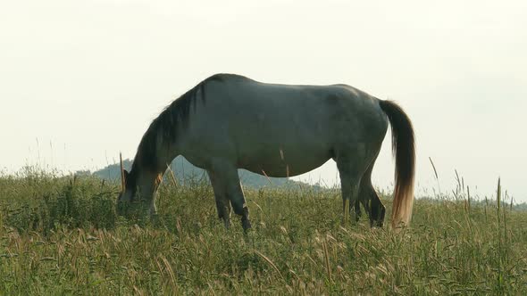 White Horse Grazing On The Field  alt