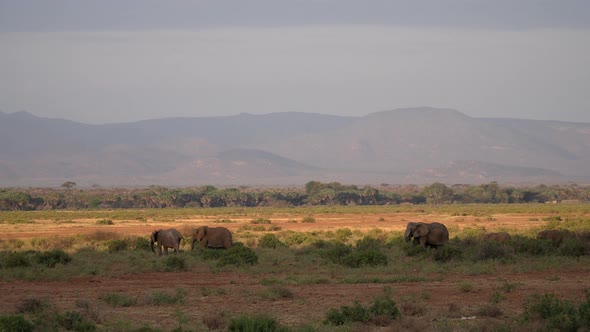 Herd of elephants in a natural park in Kenya alt