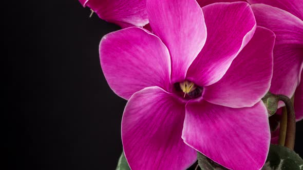 Cyclamen Flower Blossom  alt
