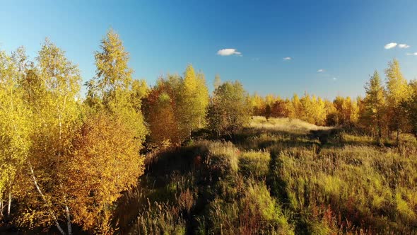 Autumn Forest on Outskirts of the City Russia