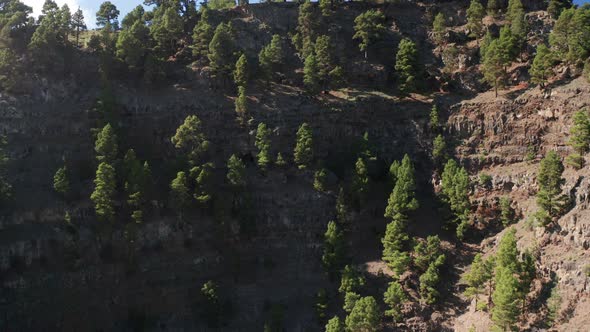 Aerial lift up along a steep cliff with growing evergreen pine trees alt