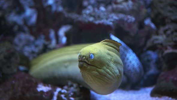 a Yellowcolored Moray Eel with Bright Blue Eyes in an Aquarium Against the Background of Reefs
