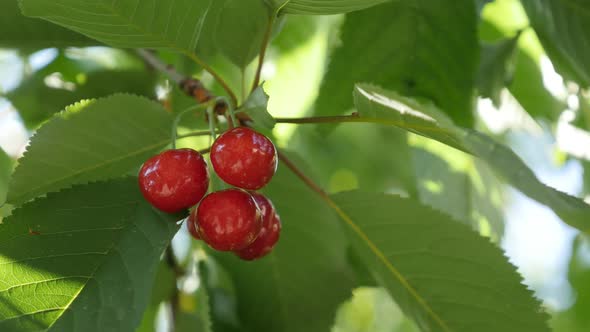 Orchard of Prunus avium with tasty fruit 4K 2160p 30fps UltraHD footage - Close-up of fresh red cher alt