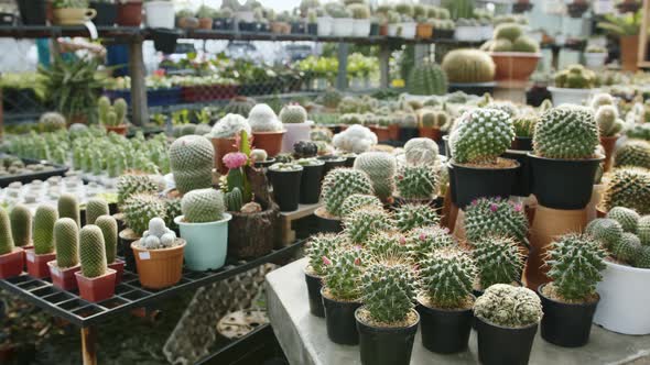 Different types of cacti in a cactus section of a botanical garden. Pan right top view assorted succ alt