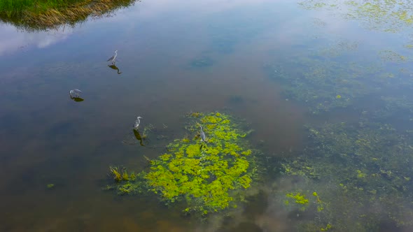 Herons Hunt On The Lake 