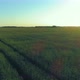 Low Altitude Flight Above Rural Summer Field with Endless Yellow Landscape at Summer Sunny Evening - VideoHive Item for Sale