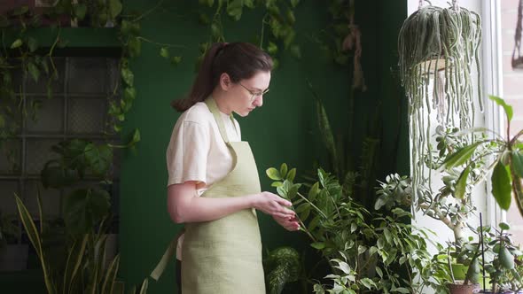 Female Florist Takes Care of House Plants