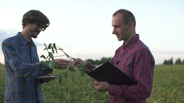 Two Farmers Explore Soybean Plants in a Crop Field