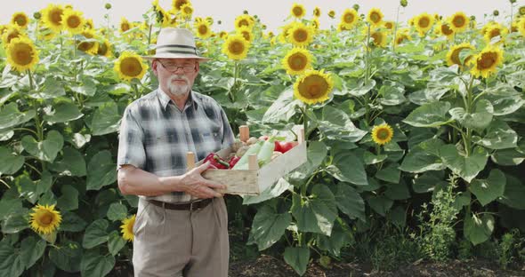 Happy Farmer Holds Crate with Vegetables and Smiles at Camera at Sunflower Field alt