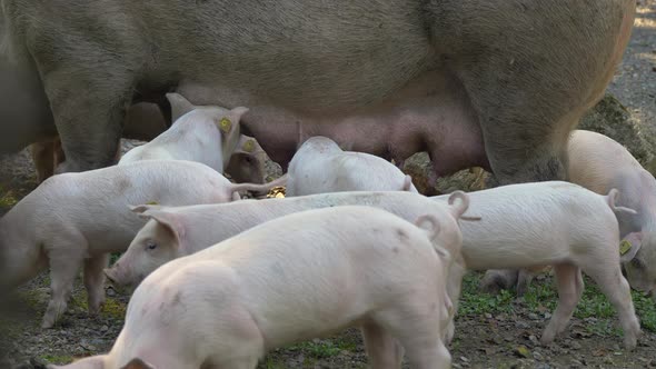 Cute young piglets drinking milk of udder of adult sow,close up shot - prores 4k alt