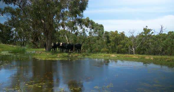 A dam in rural Victoria Australia with black and white cattle sheltering from the heat next to it. alt