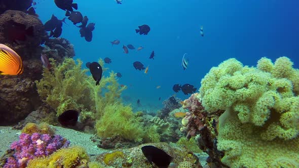 Colorful Tropical Scenery alt