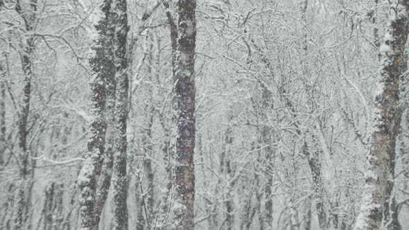 Snowfall In A Birch Forest