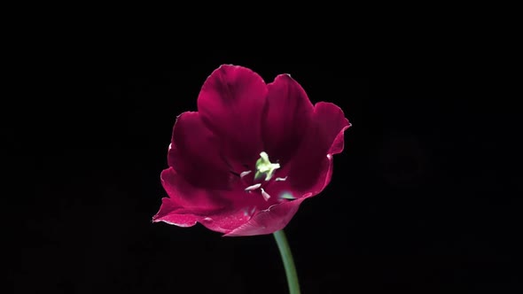 Beautiful Pink Tulip Flower Blooming on Black Background Closeup alt