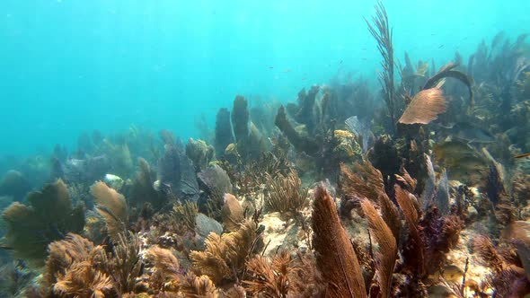 Floating Over a Lively Coral Reef with a Lot of Fish