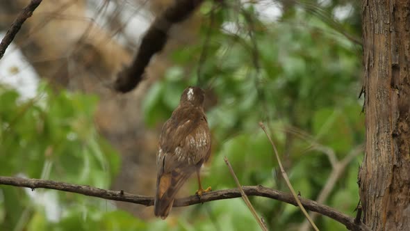 White eyed buzzard sits on a branch and watches the forest for next meal alt