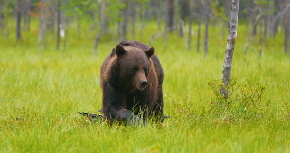 Large Adult Brown Bear Walking in the Forest While Birds Flying in the Back alt