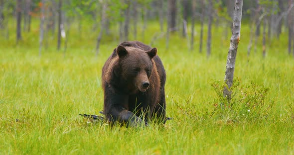 Large Adult Brown Bear Walking in the Forest While Birds Flying in the Back
