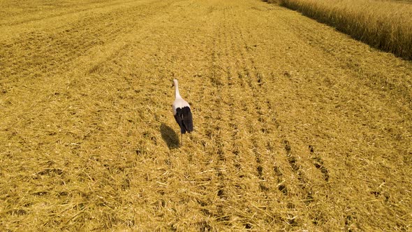 White Stork Walking Through a Field with Wheat alt