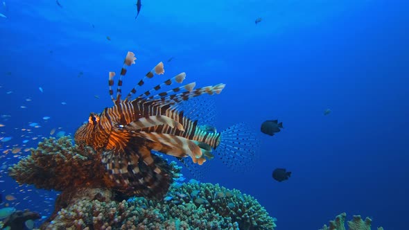Tropical Lionfish