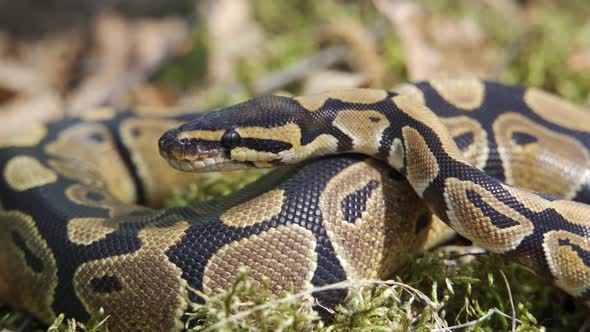 The Royal Python Saw Prey and Slowly Crawls Towards It Sticking Out Its Tongue