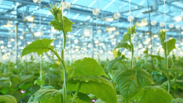 Cucumbers Growing in Modern Greenhouse Farm