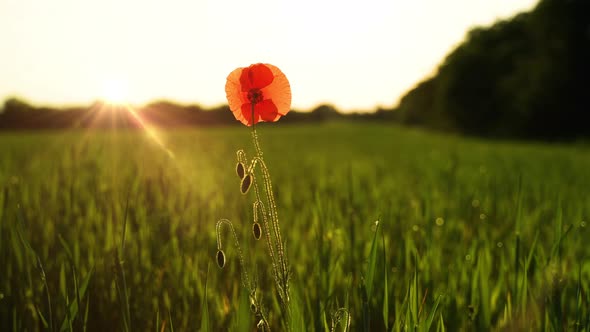 Wild poppy in a field at sunrise