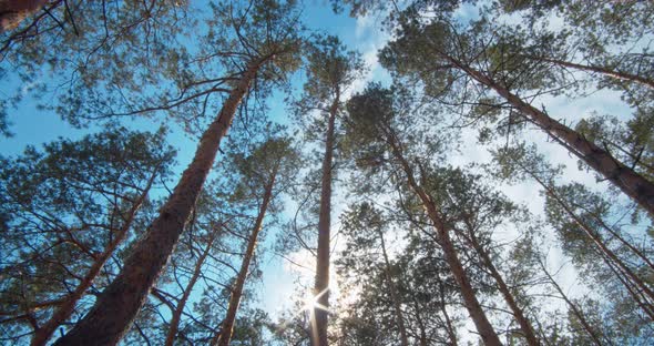 Clouds Float in The Sky Over the Tops of Evergreen Pines