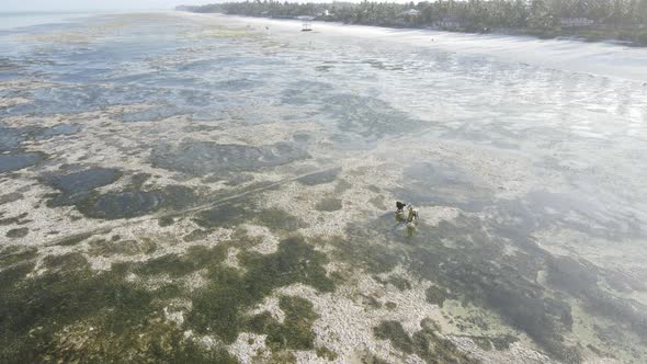 Low Tide in the Ocean Near the Coast of Zanzibar Tanzania Slow Motion alt