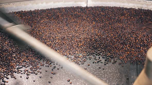 Plenty of Coffee Beans Are Getting Mingled Mechanically alt