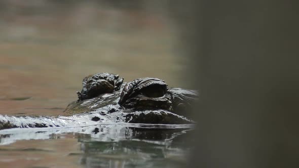 Eyes of Gharial in the River alt