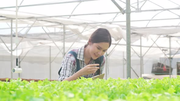 Asia lady farmer harvesting green oak from hydroponics vegetable farm in greenhouse garden.