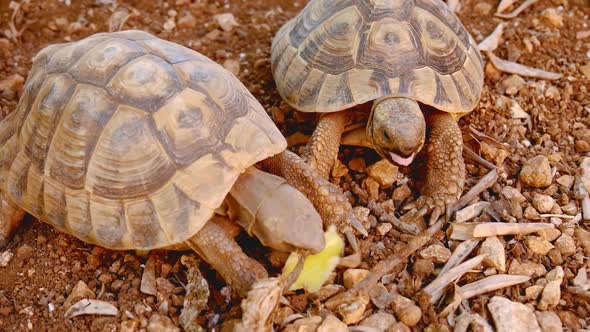 Small steps of the tortoises walking on the loose stones. Tortoise small eyes. alt