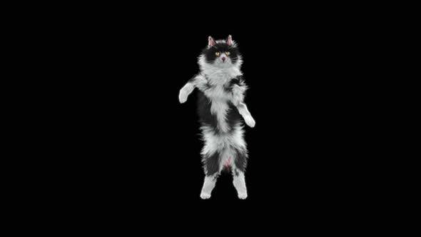 Cat Dancing HD alt