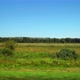 Moving along a wild field and forest on the background - VideoHive Item for Sale