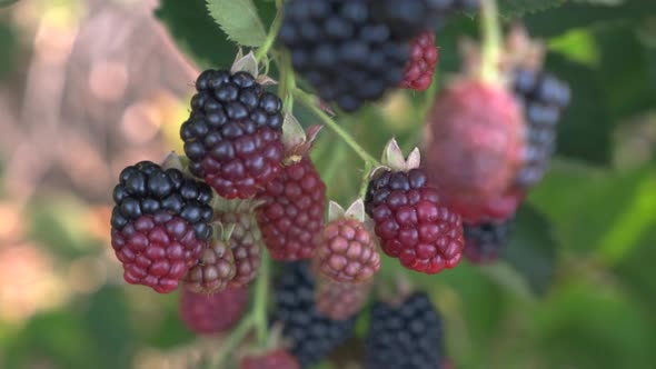 Closeup of Ripe and Unripe Large Blackberries Swaying in the Wind Hanging on a Bush Harvesting and