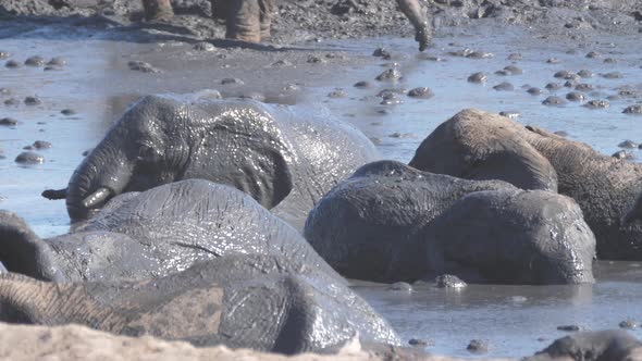 Herd of African Bush elephants enjoying a mud bath alt