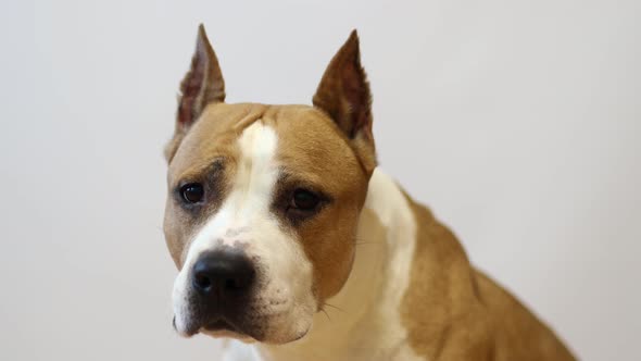 American Staffordshire Terrier on a Grey Background