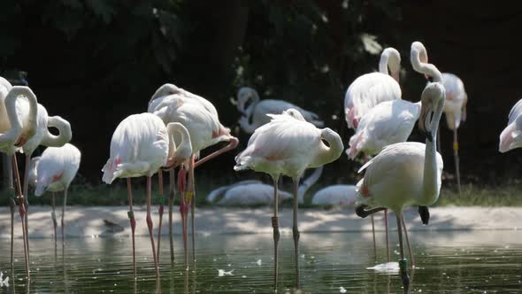 Flock of White and Pink Flamingoes Cleaning Thei Feather in Green Pond in Summer