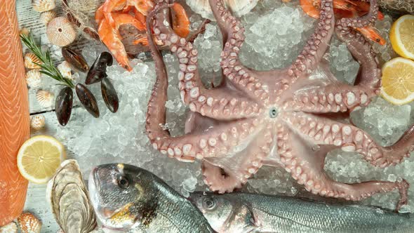 Super Slow Motion Shot of Falling Fresh Octopus Into Crushed Ice at 1000 Fps alt