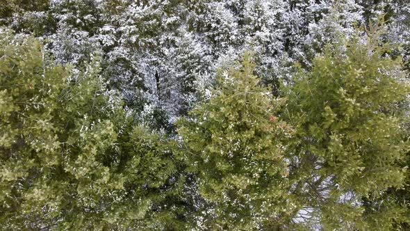 Evergreen pine tree branches, winter aerial view