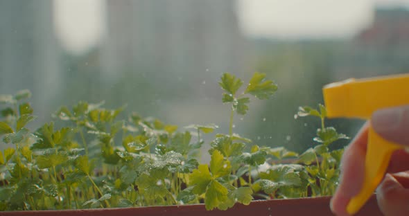 Female Hand Spraying Plants with Water on Balcony Garden, Close Up. Unrecognizable Woman Sprinkling alt