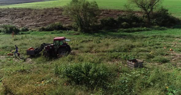 Aerial dolly move to the left of farmers collecting pumpkins in a field and putting them into a bin alt